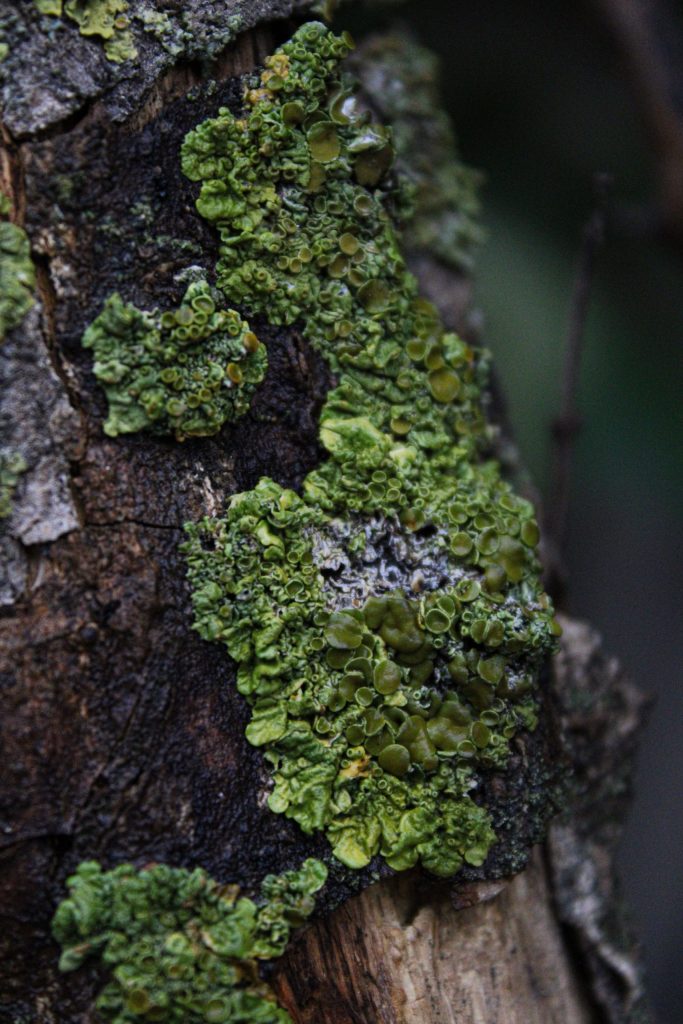 The Nature of Everything